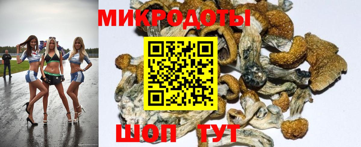 Псилоцибиновые грибы Psilocybine cubensis Новокубанск